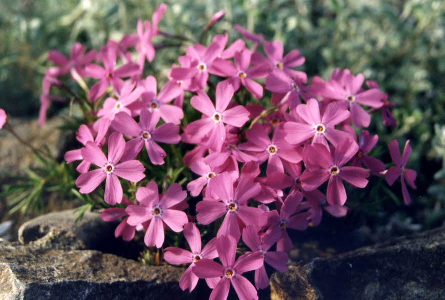 Phlox sibirica var borealis photo